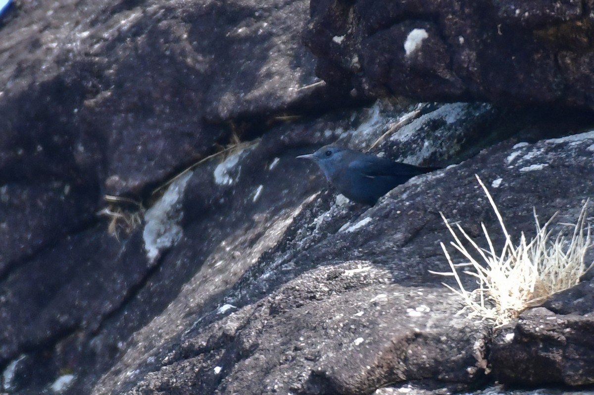 Blue Rock-Thrush - ML639554544