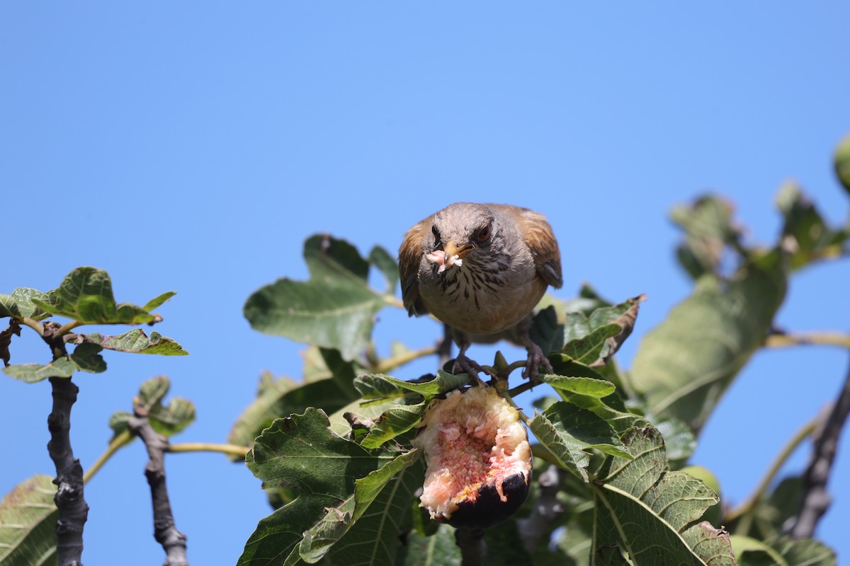 Rufous-backed Robin (Rufous-backed) - ML639554559