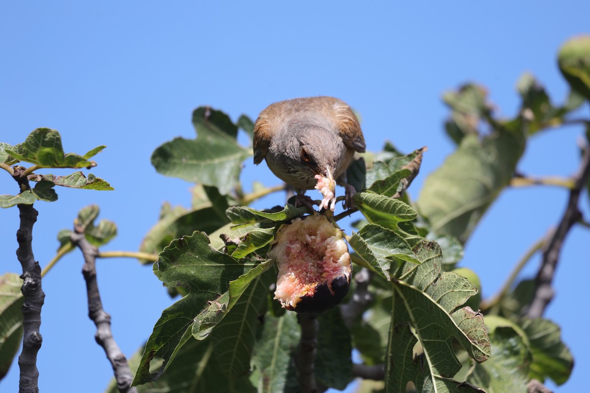 Rufous-backed Robin (Rufous-backed) - ML639554562