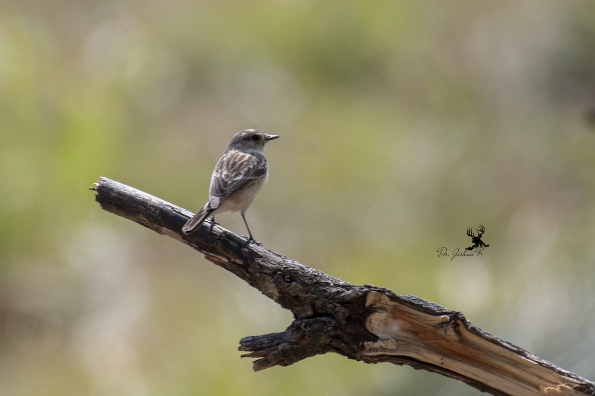 Siberian Stonechat - ML639554563