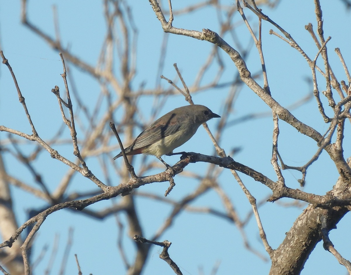 Mistletoebird - ML639554567