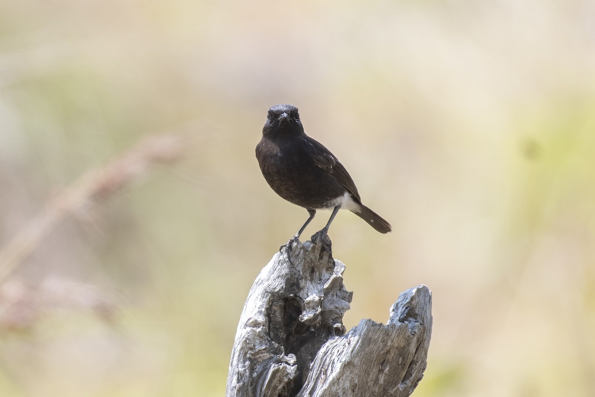 Pied Bushchat - ML639554568