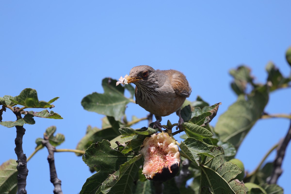 Rufous-backed Robin (Rufous-backed) - ML639554580