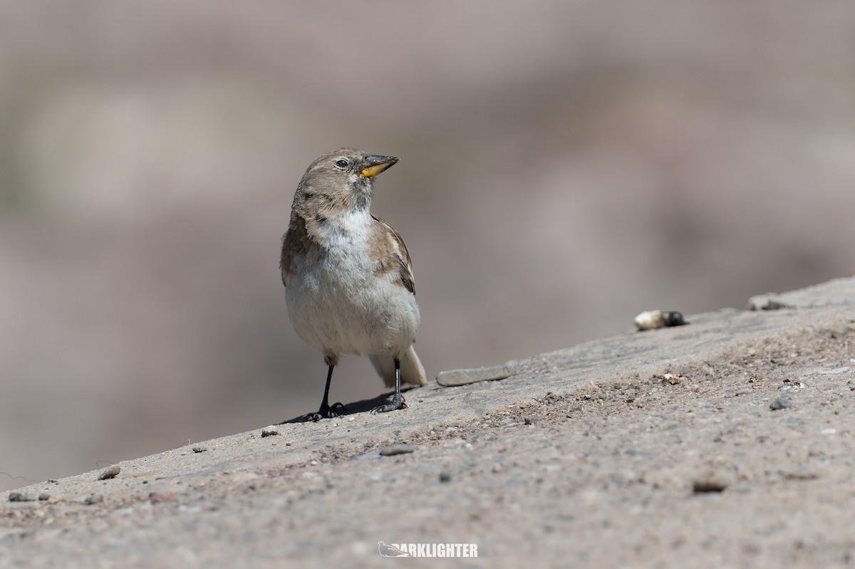 Tibetan Snowfinch - ML639554677