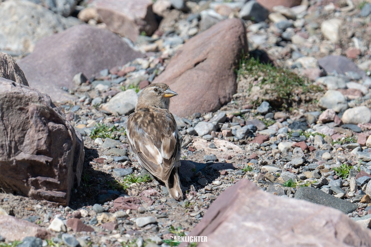 Tibetan Snowfinch - ML639554678