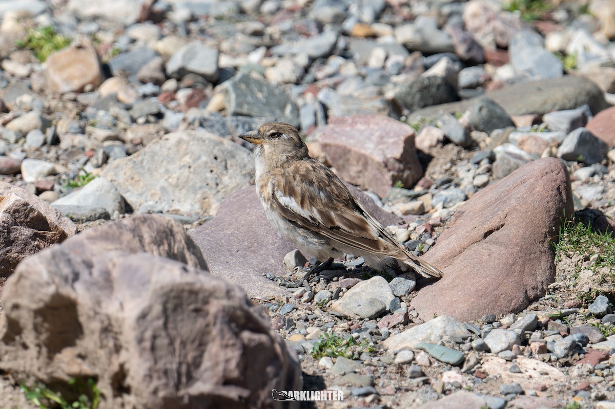 Tibetan Snowfinch - ML639554679