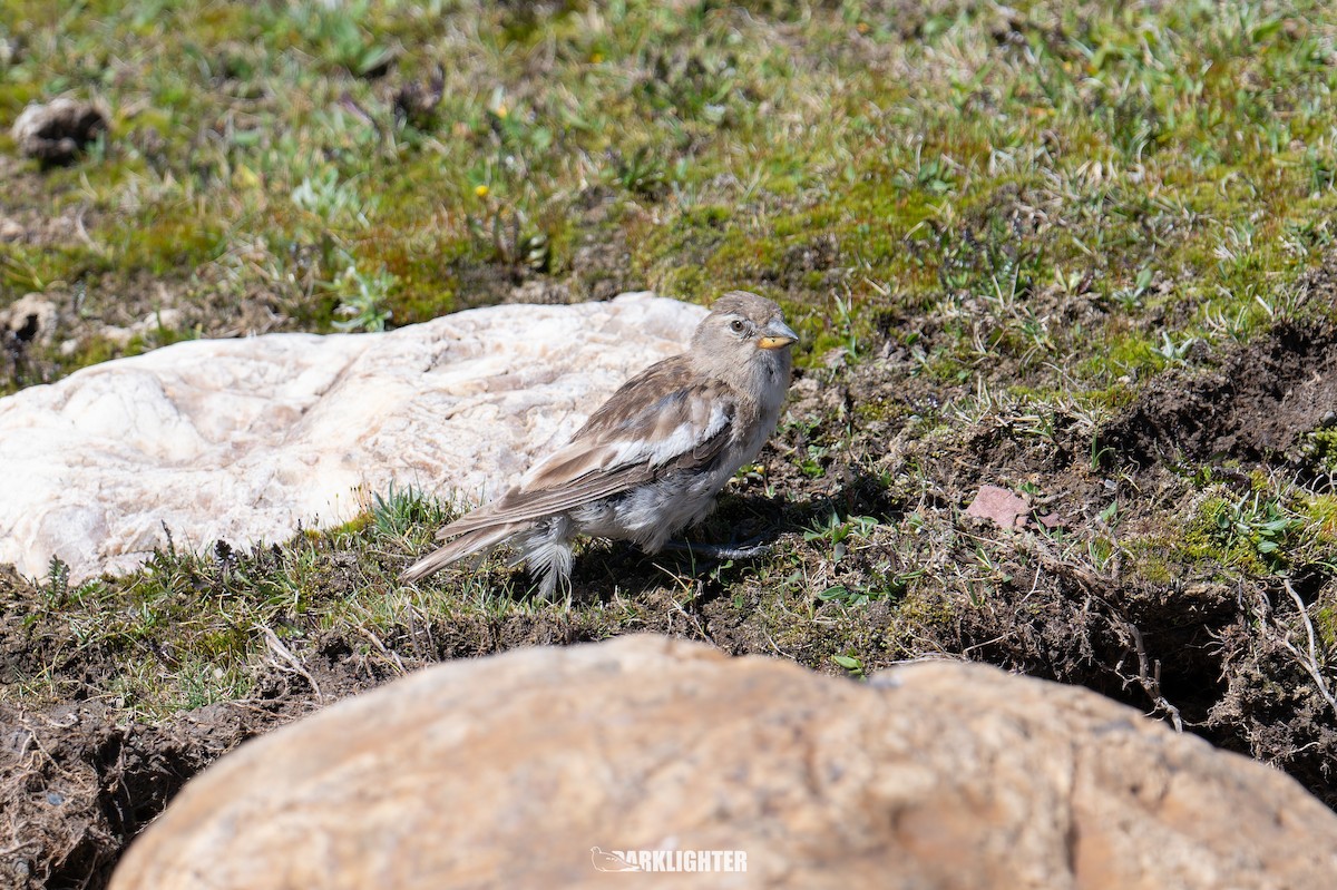 Tibetan Snowfinch - ML639554681