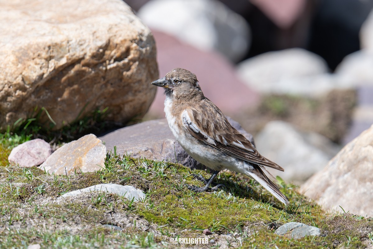 Tibetan Snowfinch - ML639554682