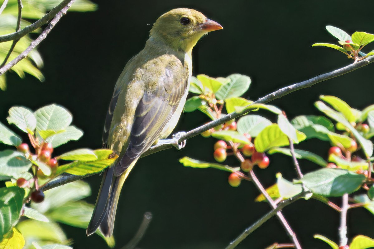 Scarlet Tanager - ML639554724