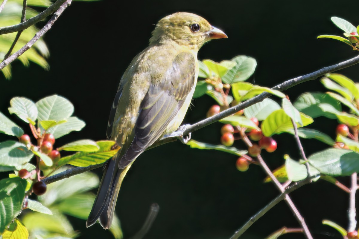 Scarlet Tanager - ML639554725