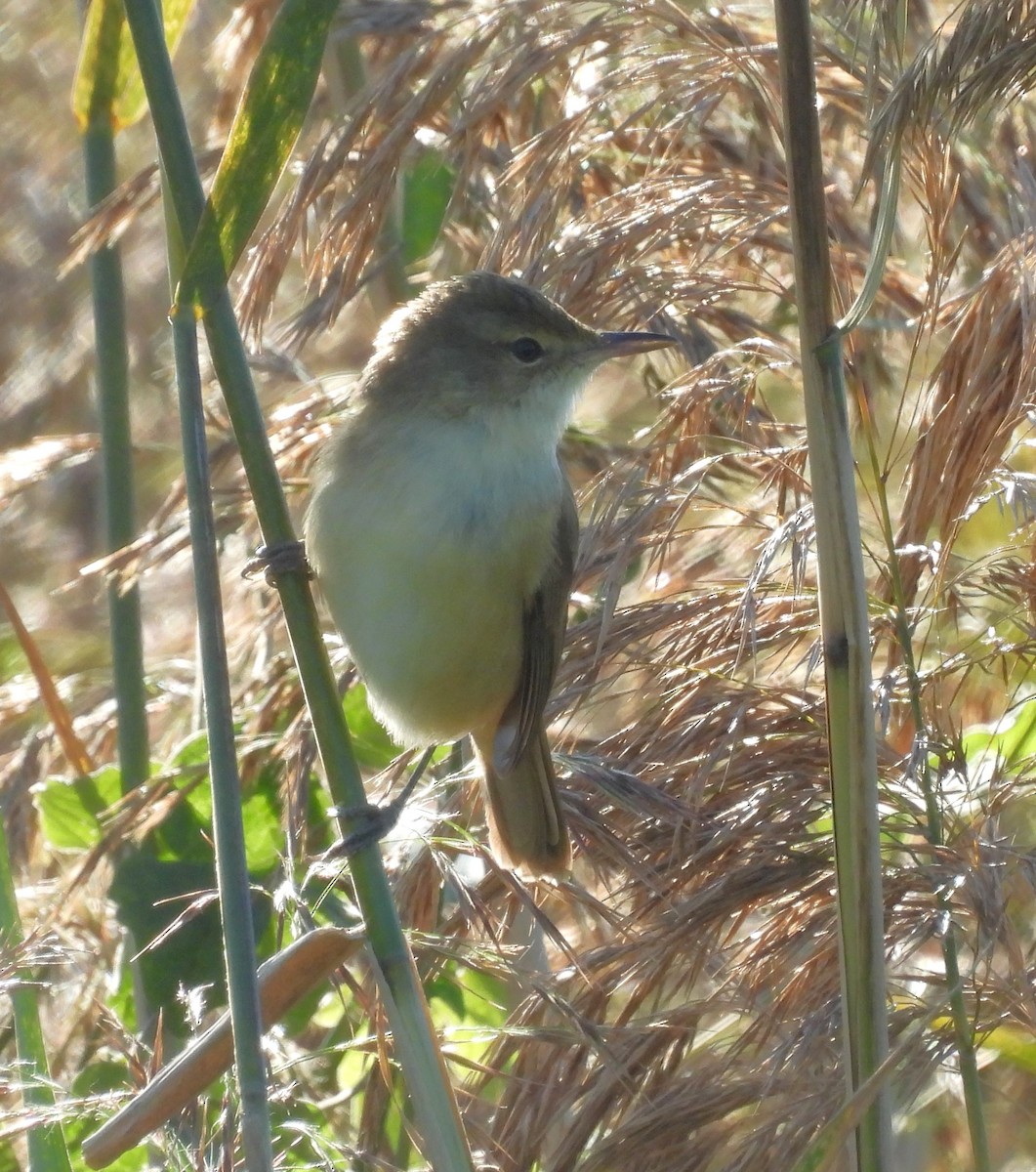 Australian Reed Warbler - ML639554728