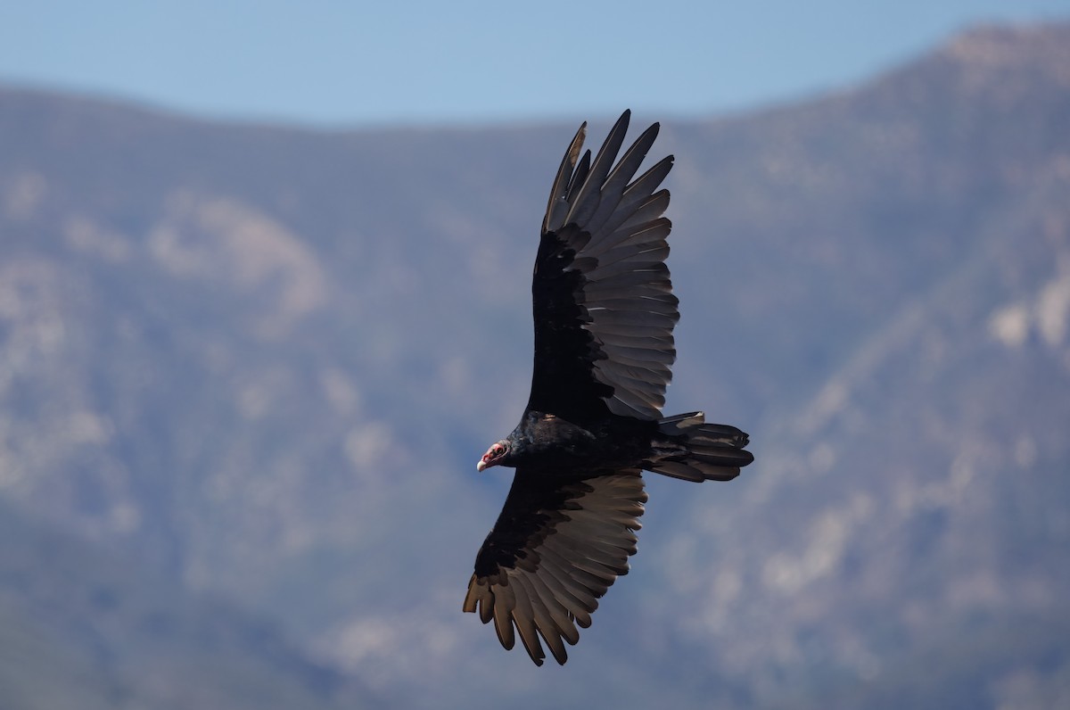 Turkey Vulture - John Callender