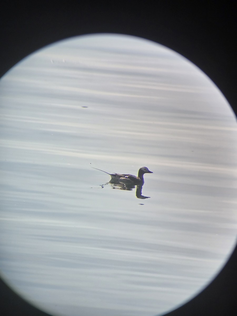 Long-tailed Duck - ML639554758