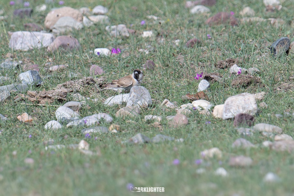 Pere David's Snowfinch - ML639554885