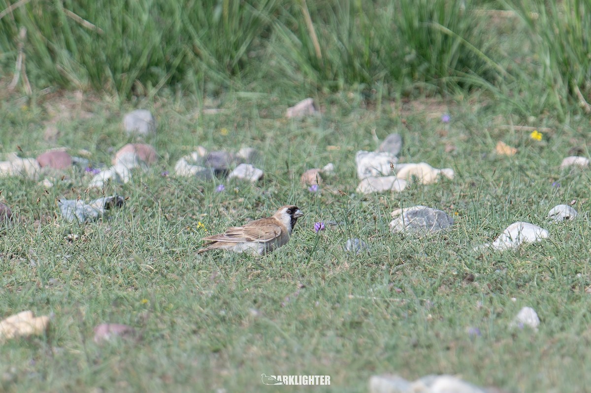 Pere David's Snowfinch - ML639554886