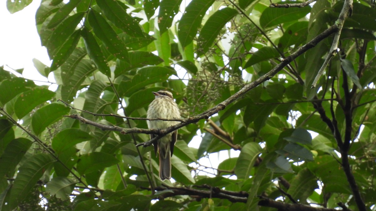 Variegated Flycatcher - ML639554916