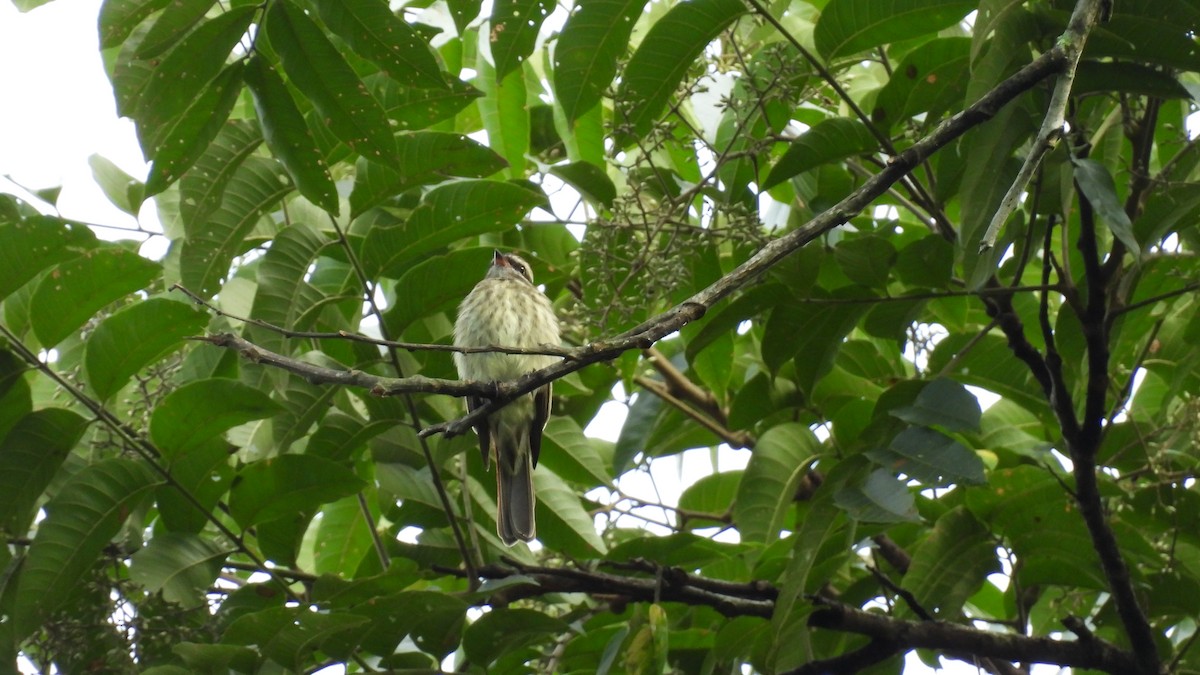 Variegated Flycatcher - ML639554917
