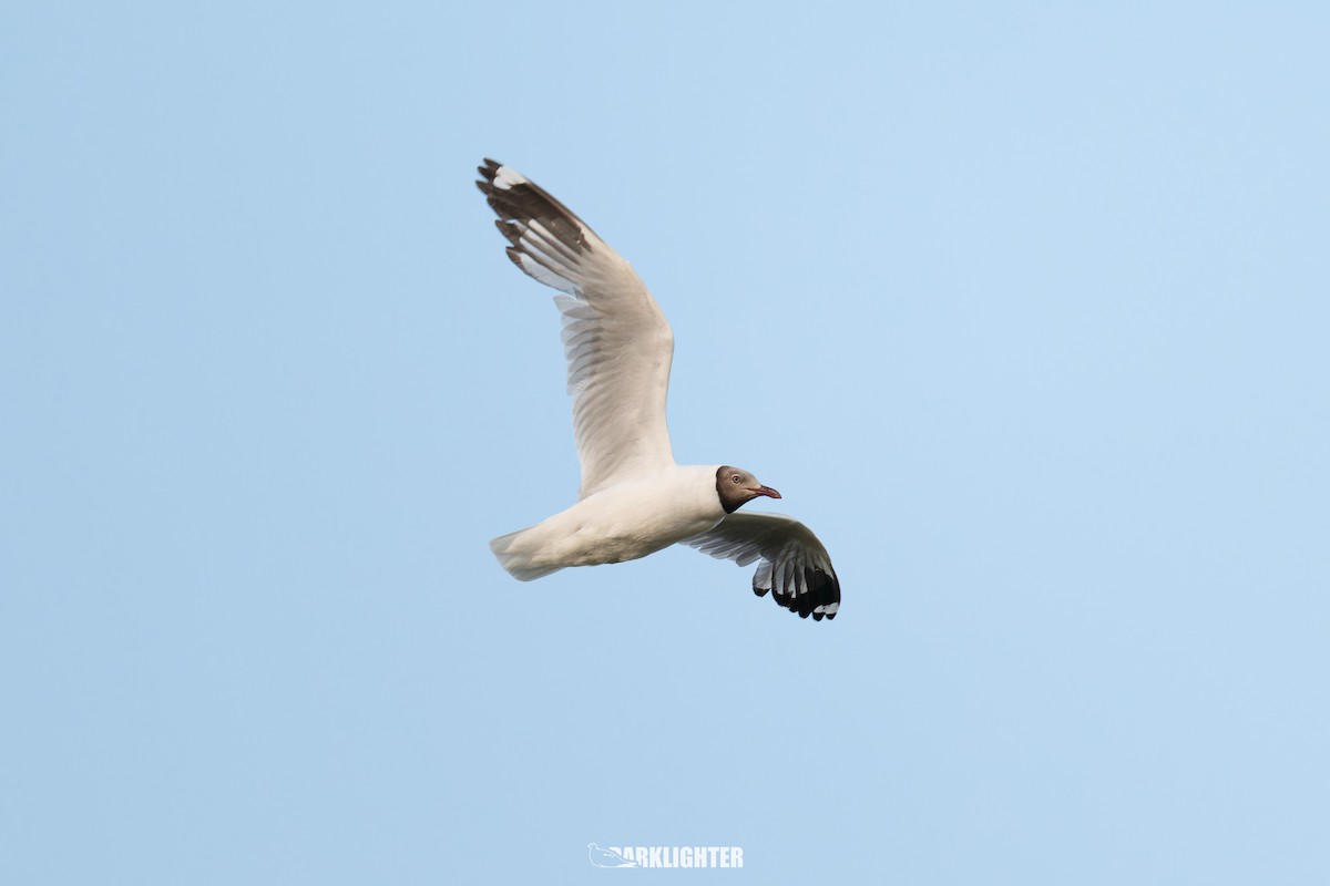 Brown-headed Gull - ML639554937