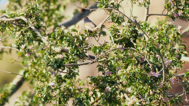 Greater Double-collared Sunbird - ML639554945