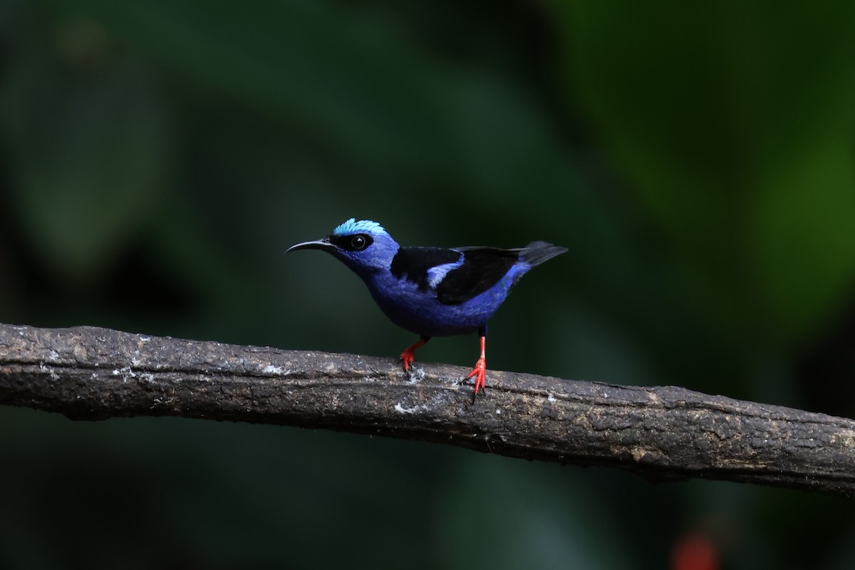Red-legged Honeycreeper - ML639554953