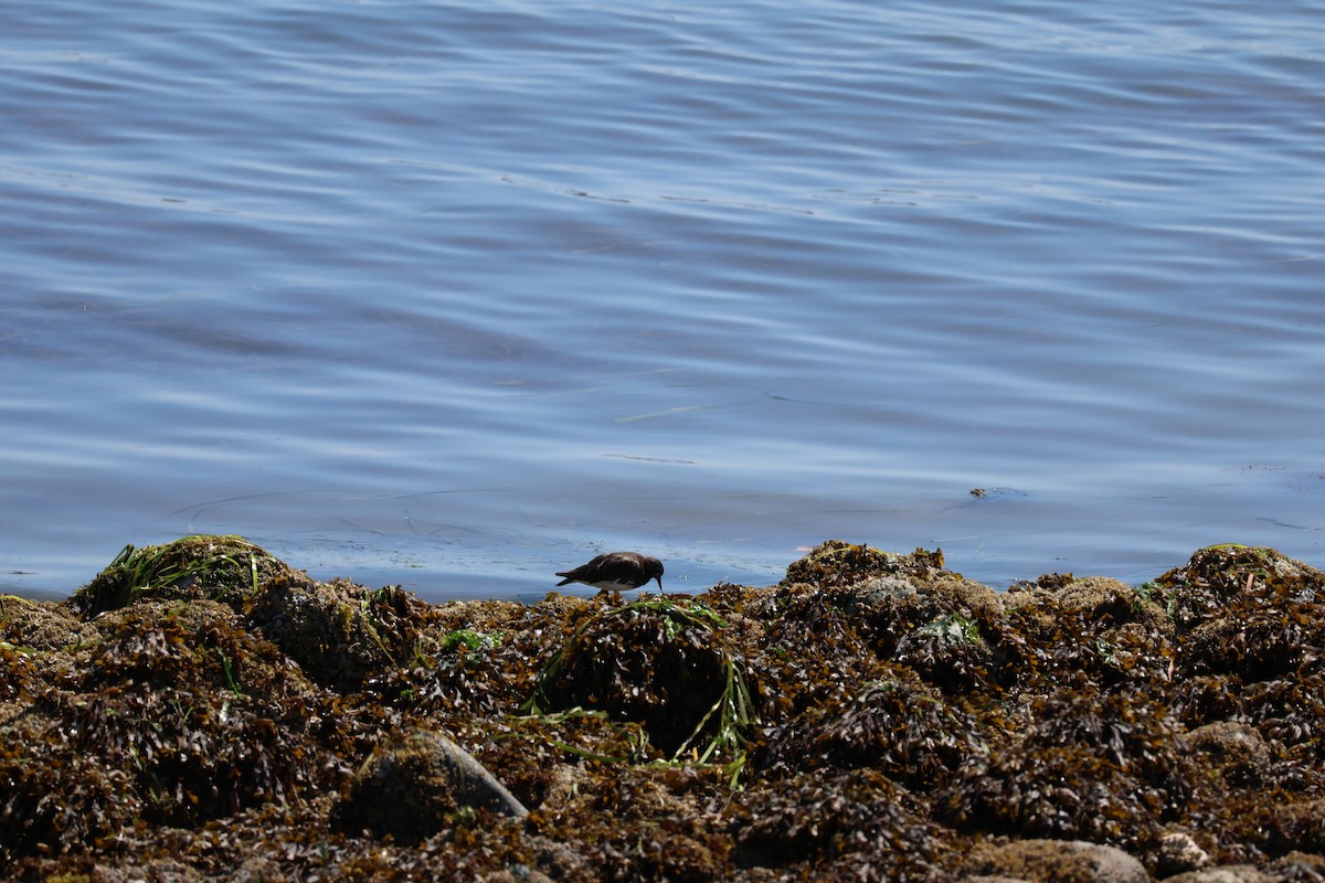 Black Turnstone - ML639554966