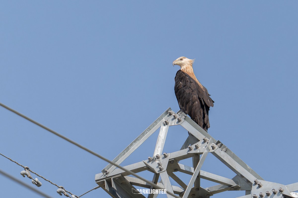 Pallas's Fish-Eagle - ML639555029
