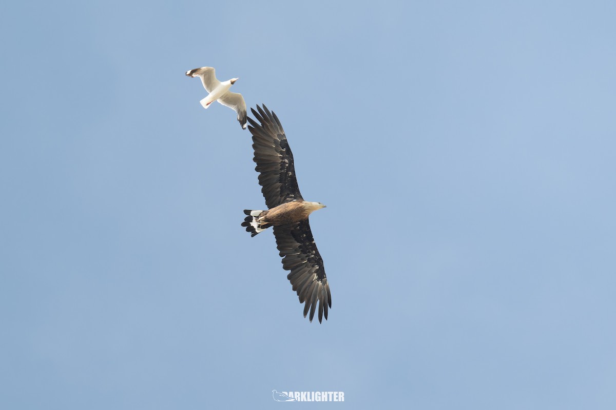 Pallas's Fish-Eagle - ML639555030