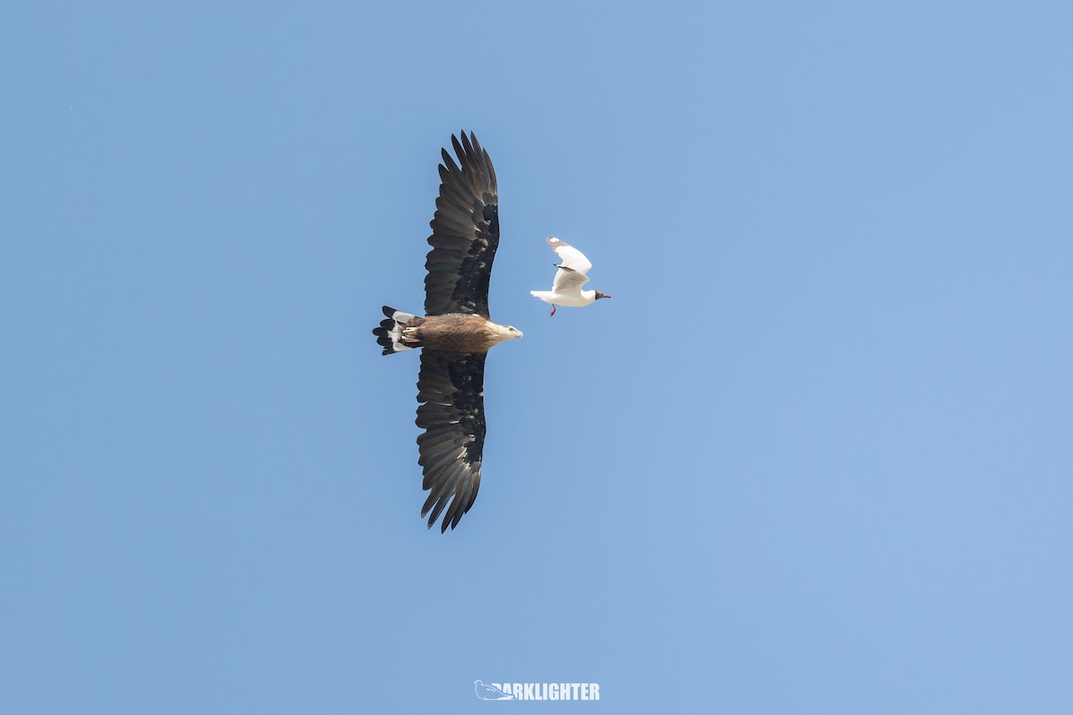 Pallas's Fish-Eagle - ML639555031