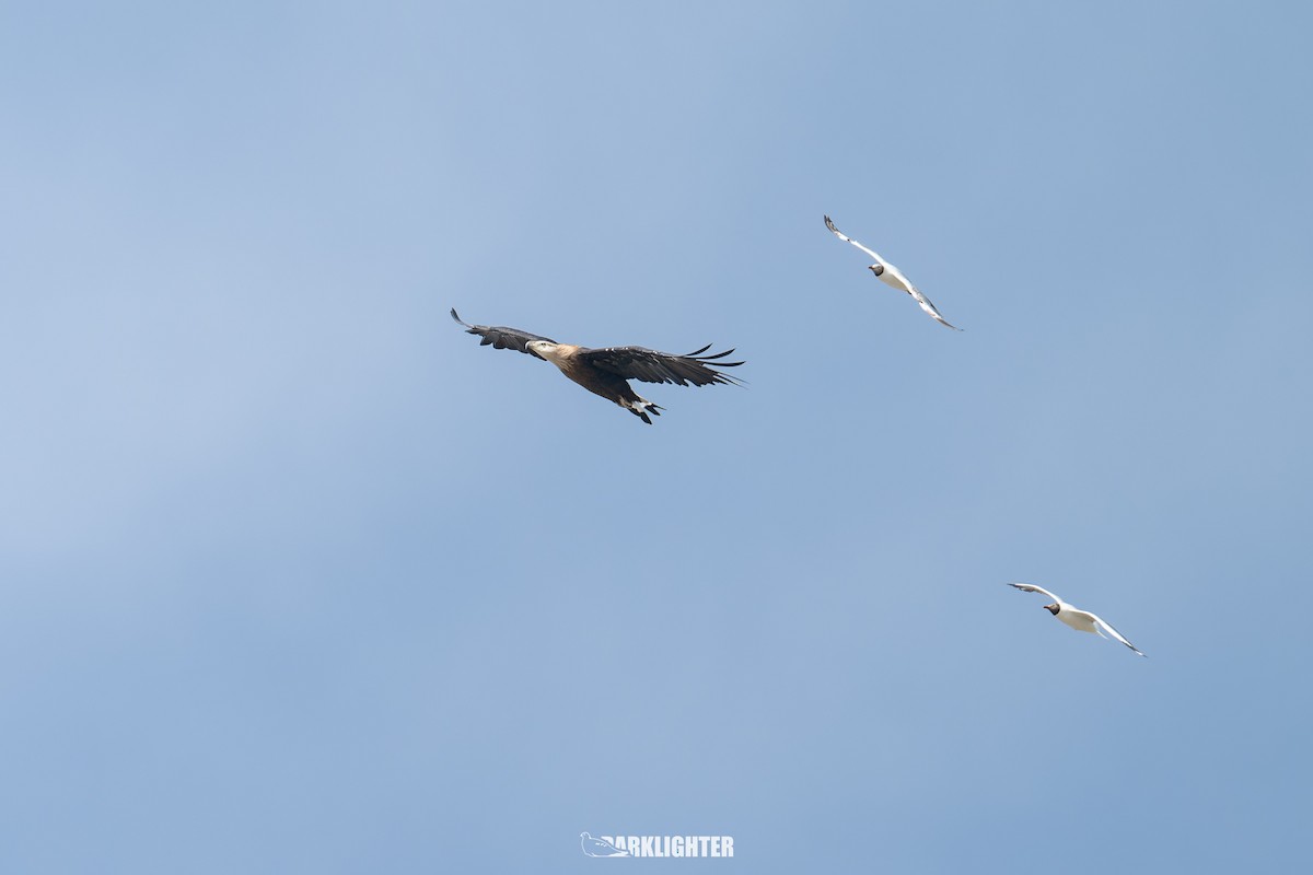 Pallas's Fish-Eagle - ML639555032