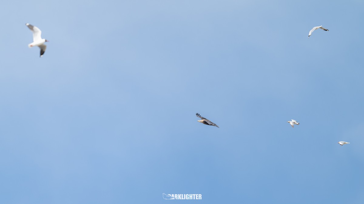 Pallas's Fish-Eagle - ML639555033