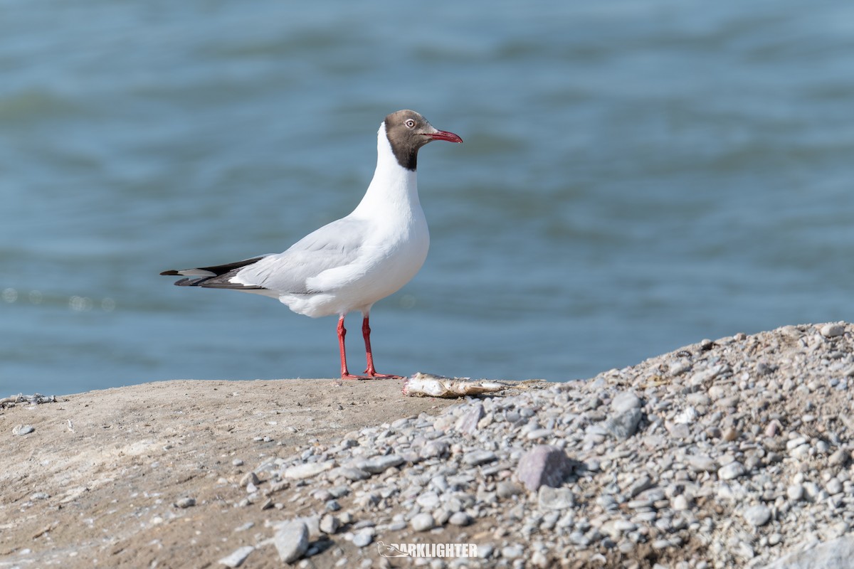 Brown-headed Gull - ML639555053