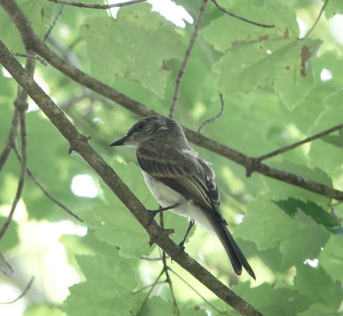 Eastern Phoebe - ML639555127