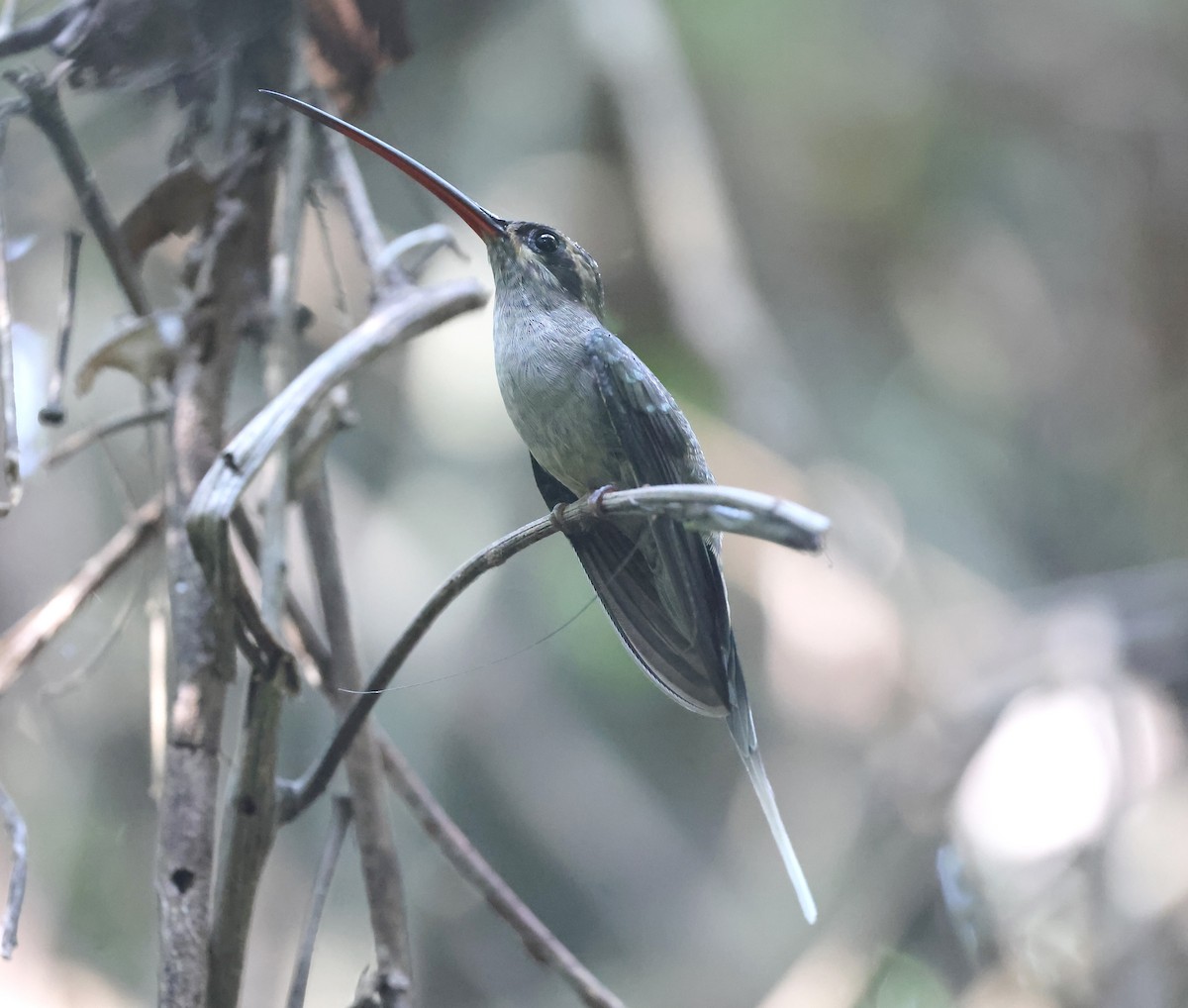 Straight-billed Hermit (major) - Ashley Banwell