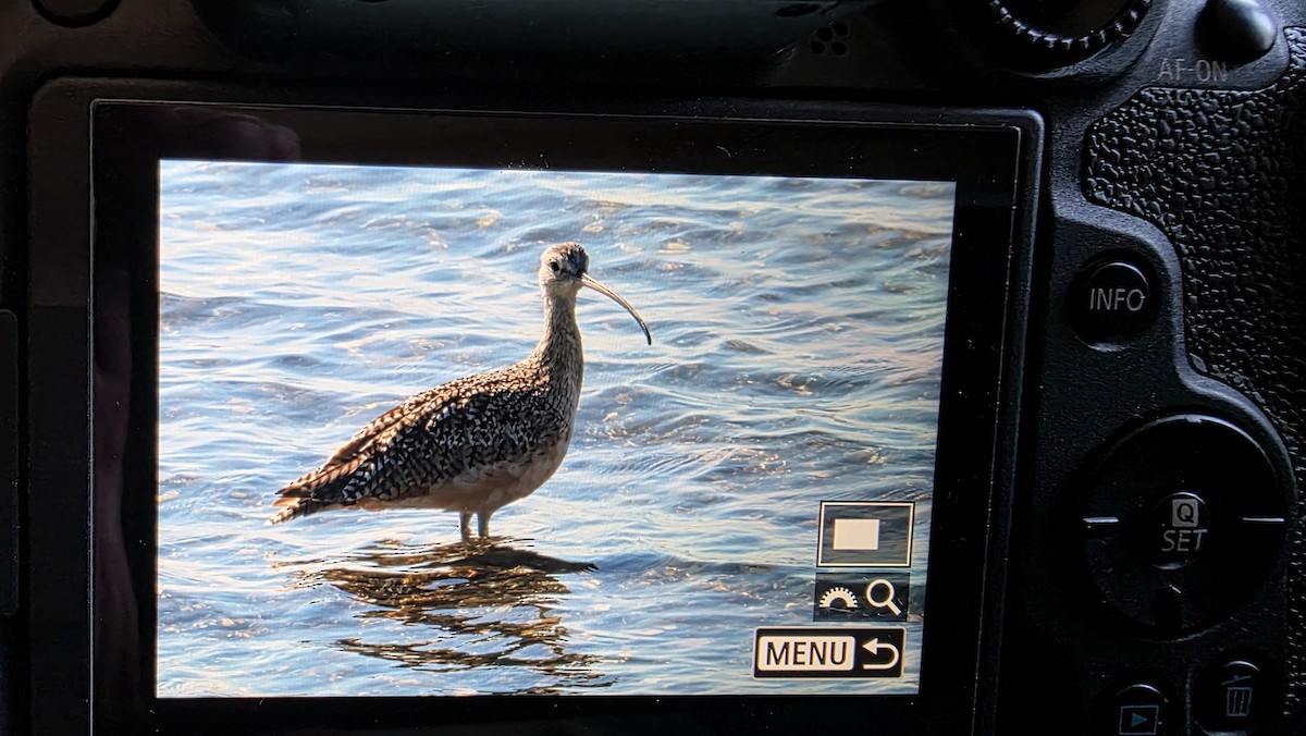 Long-billed Curlew - ML639555232