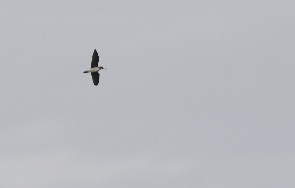 Green Sandpiper - ML639555256