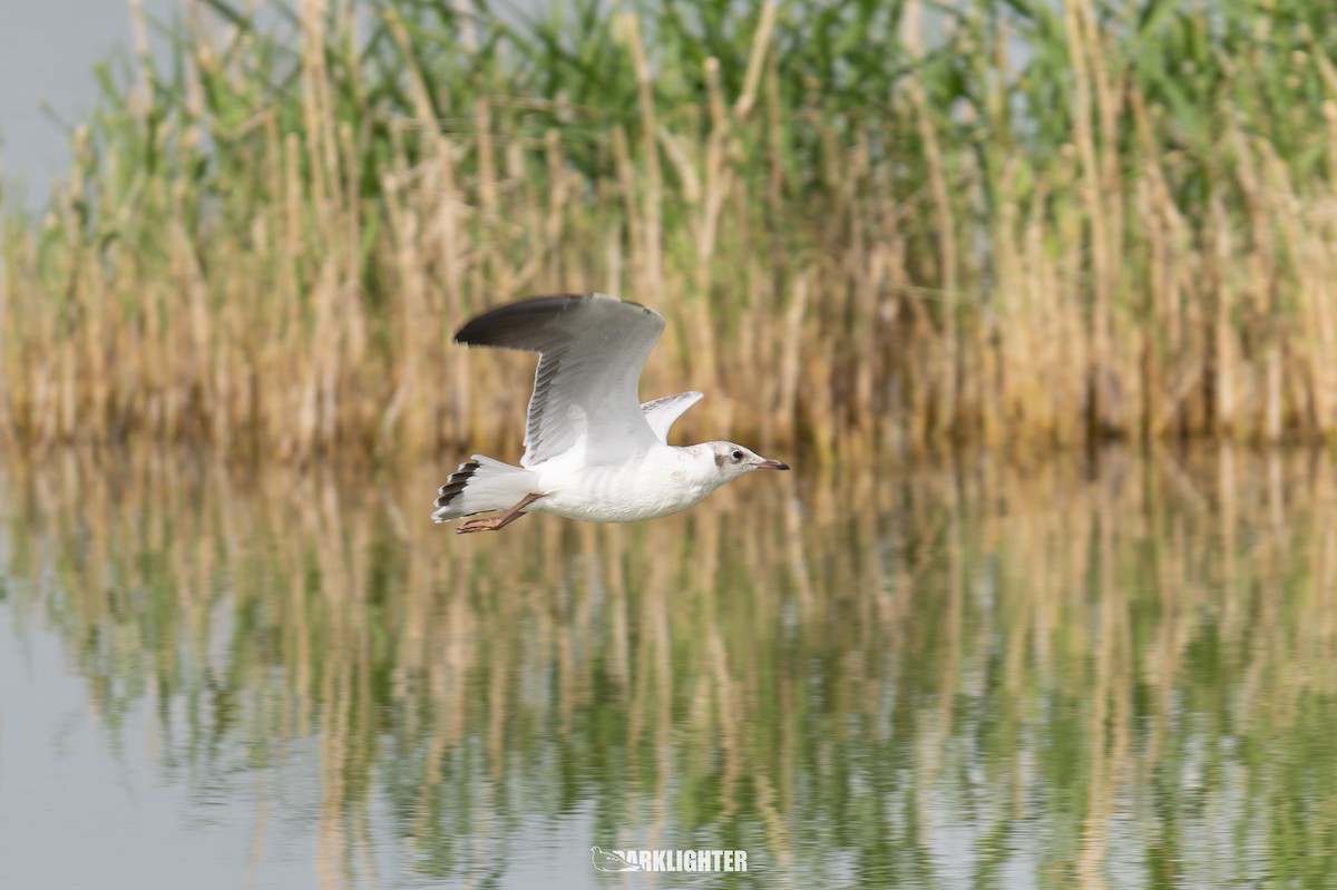 Brown-headed Gull - ML639555258