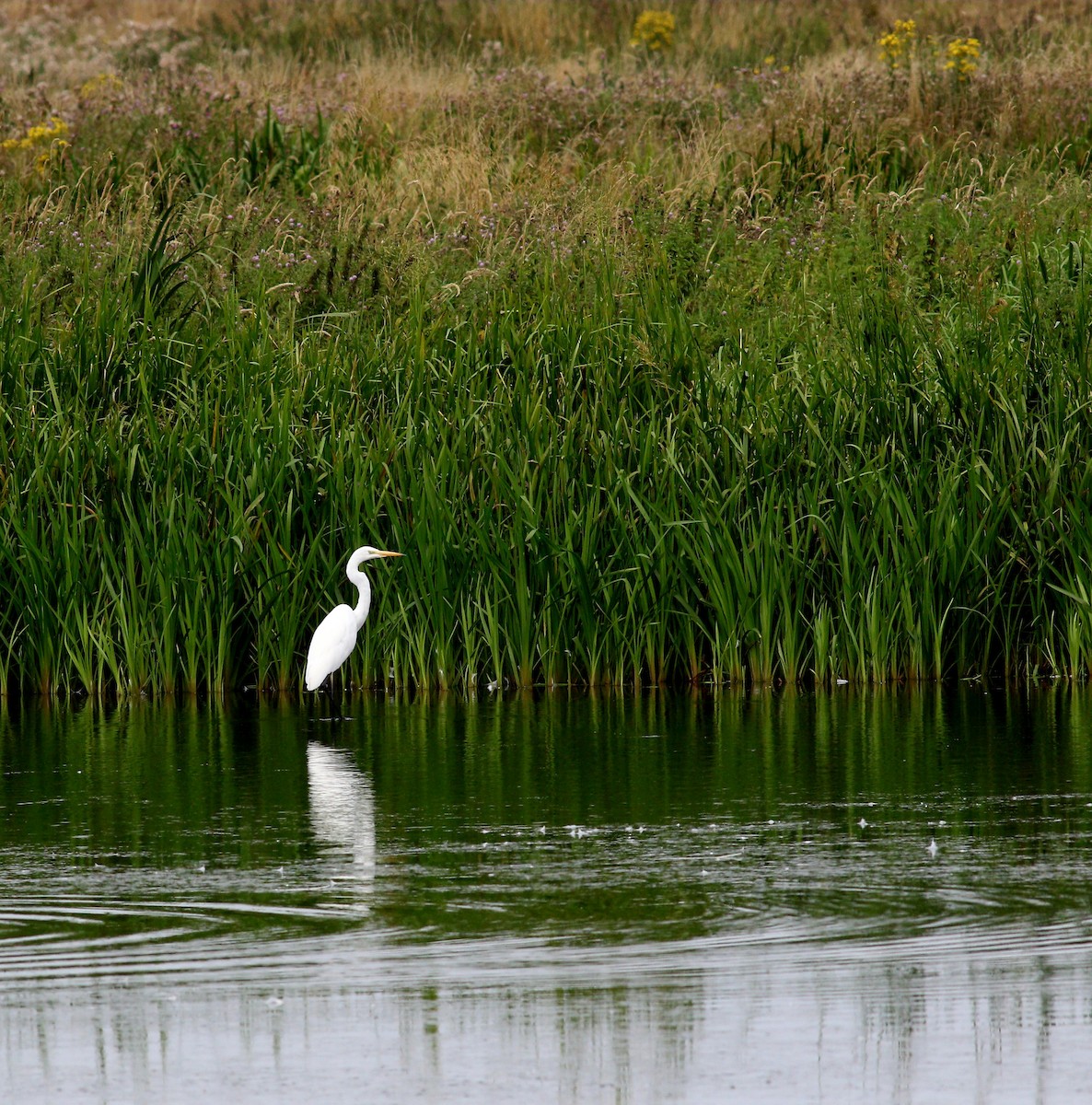 Great Egret - ML639555261
