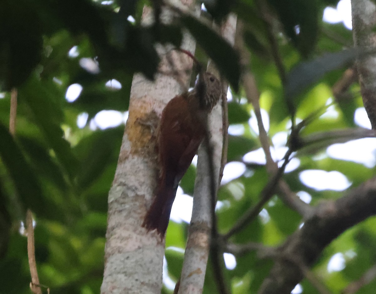 Tapajos Scythebill - ML639555269