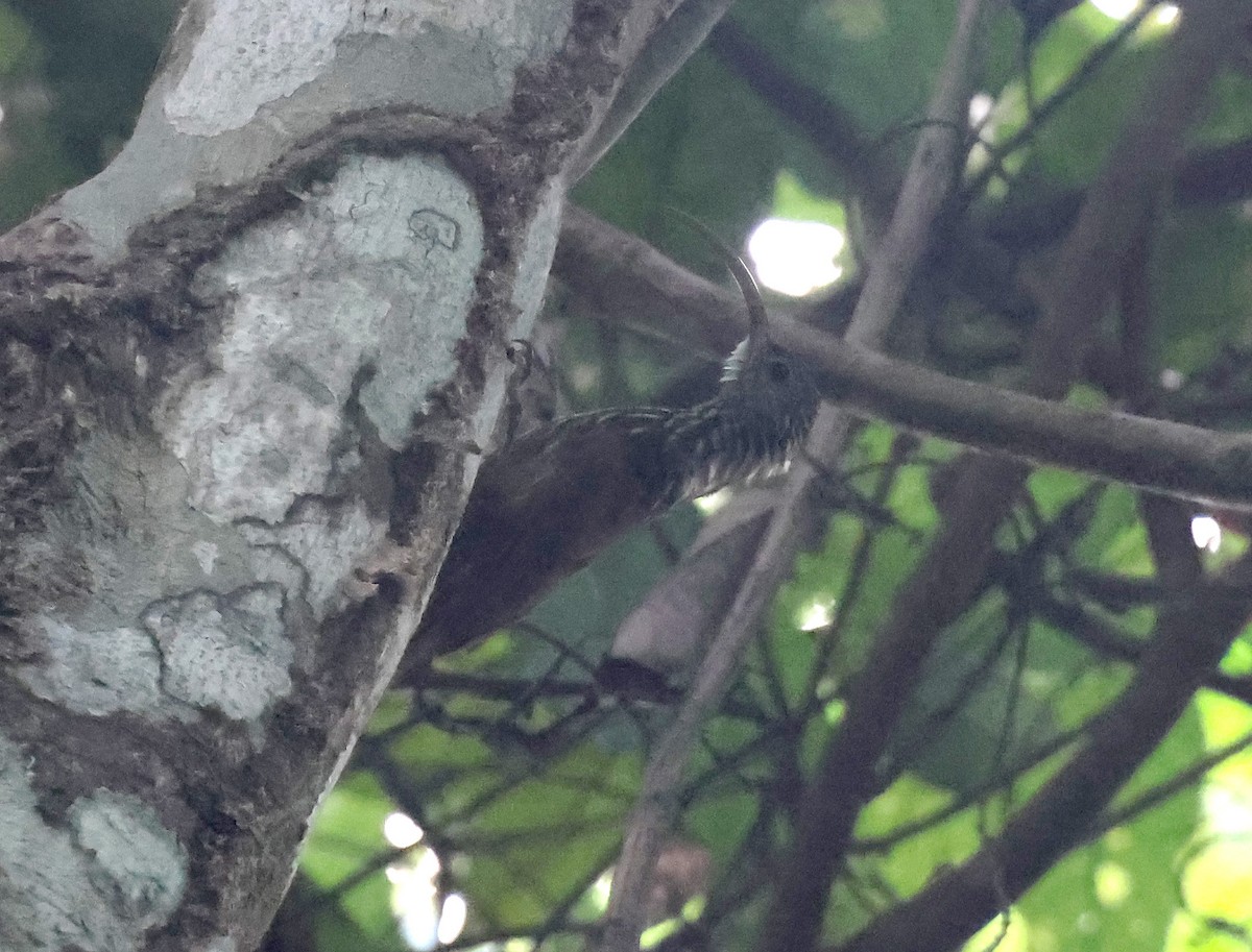 Tapajos Scythebill - ML639555271