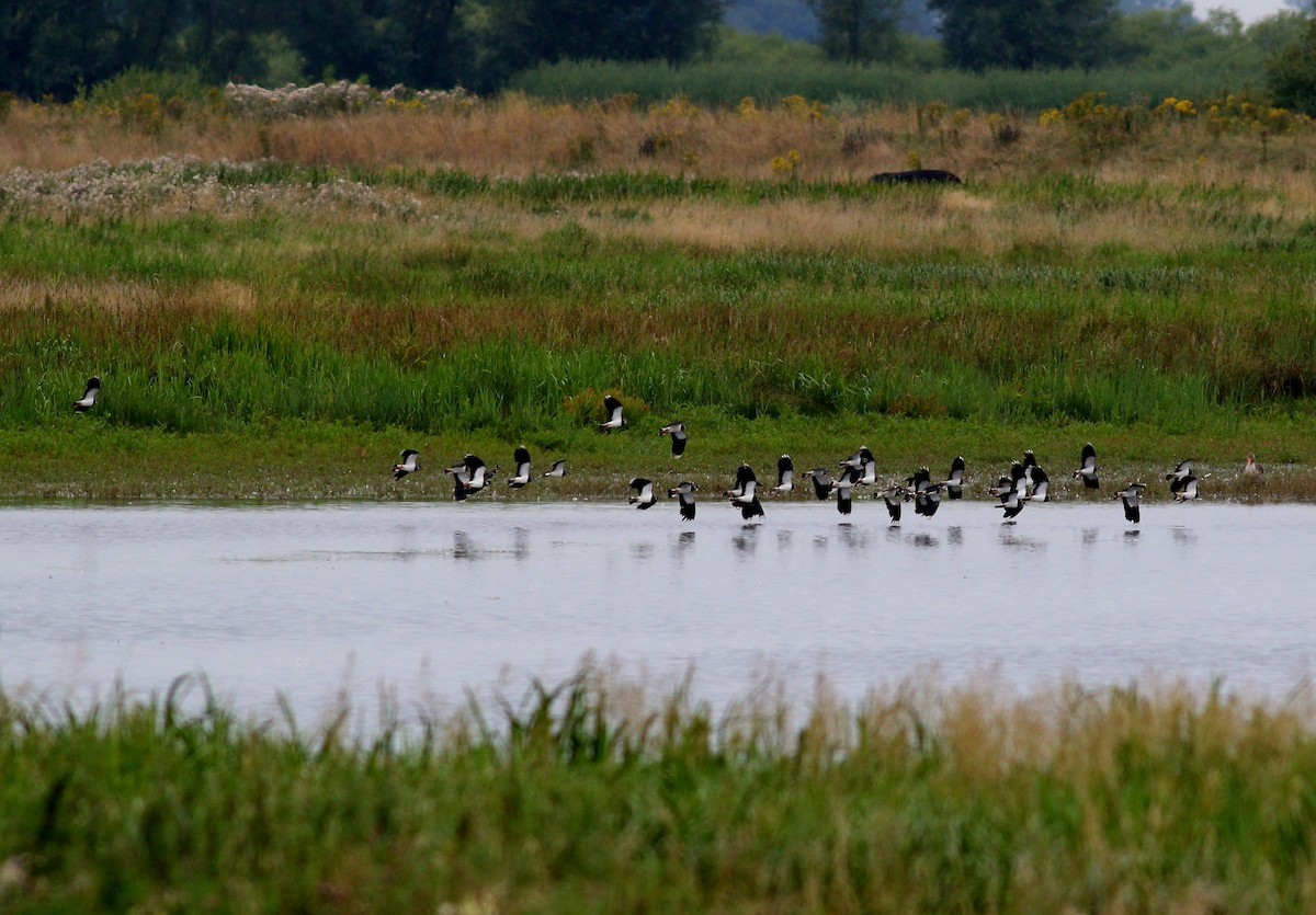 Northern Lapwing - ML639555278
