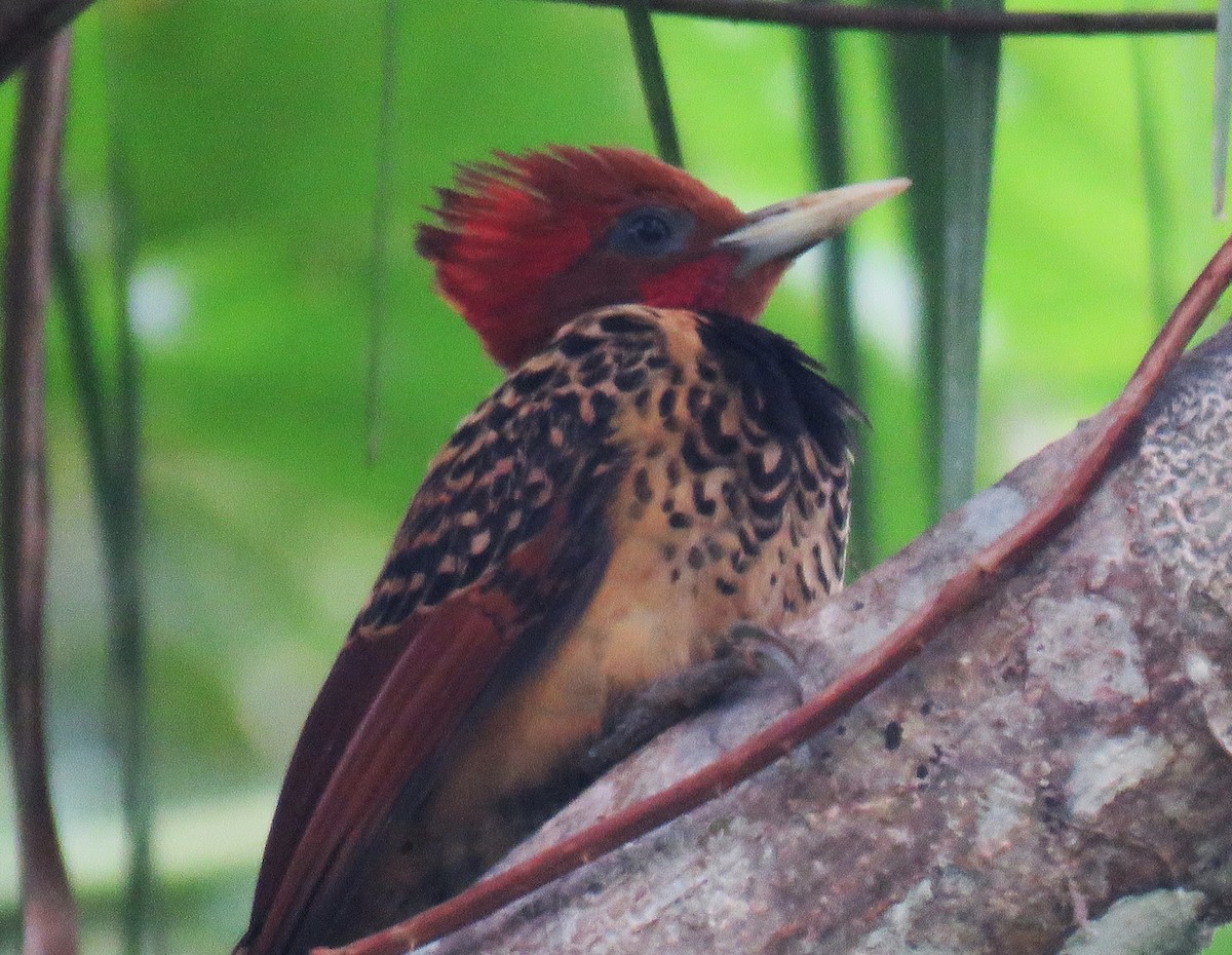 Rufous-headed Woodpecker - ML639555279