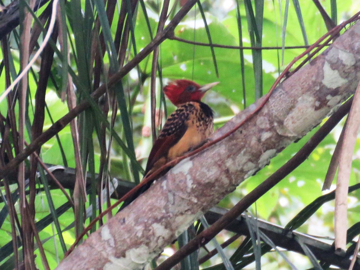 Rufous-headed Woodpecker - ML639555298