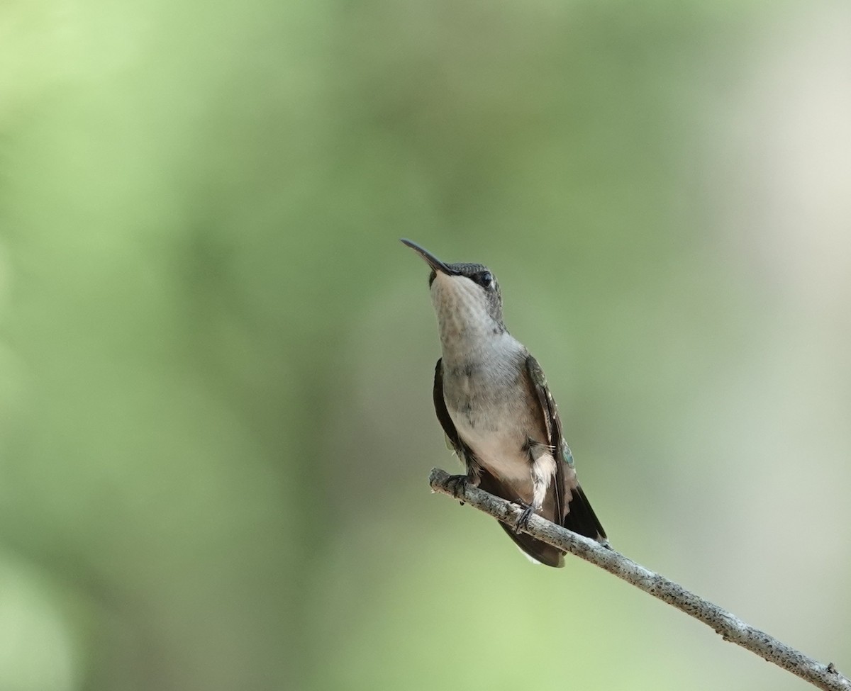 Ruby-throated Hummingbird - ML639555305