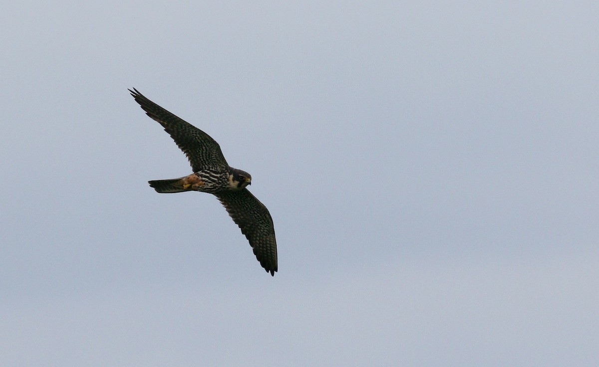 Eurasian Hobby - ML639555325