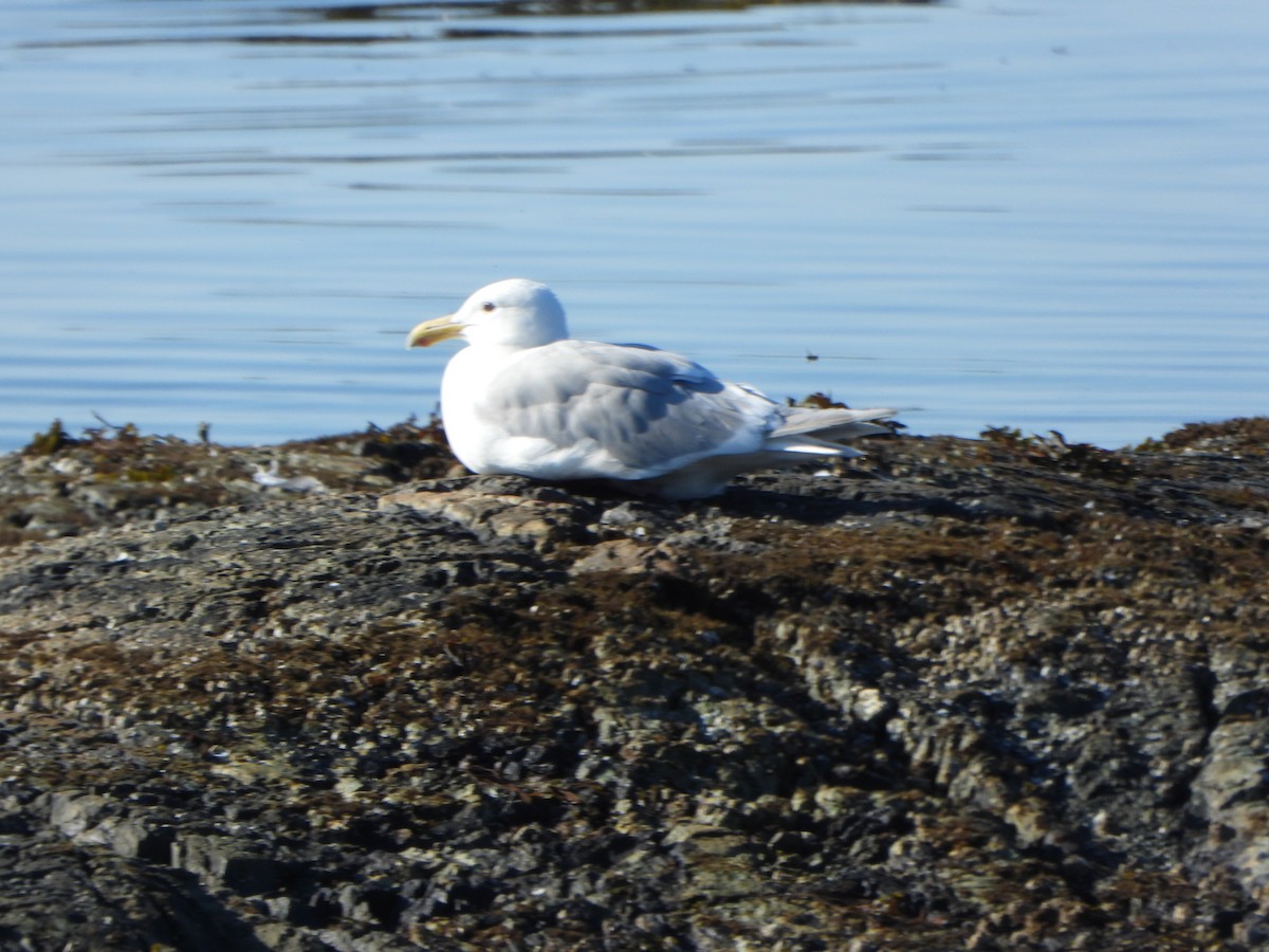 Glaucous-winged Gull - ML639555358