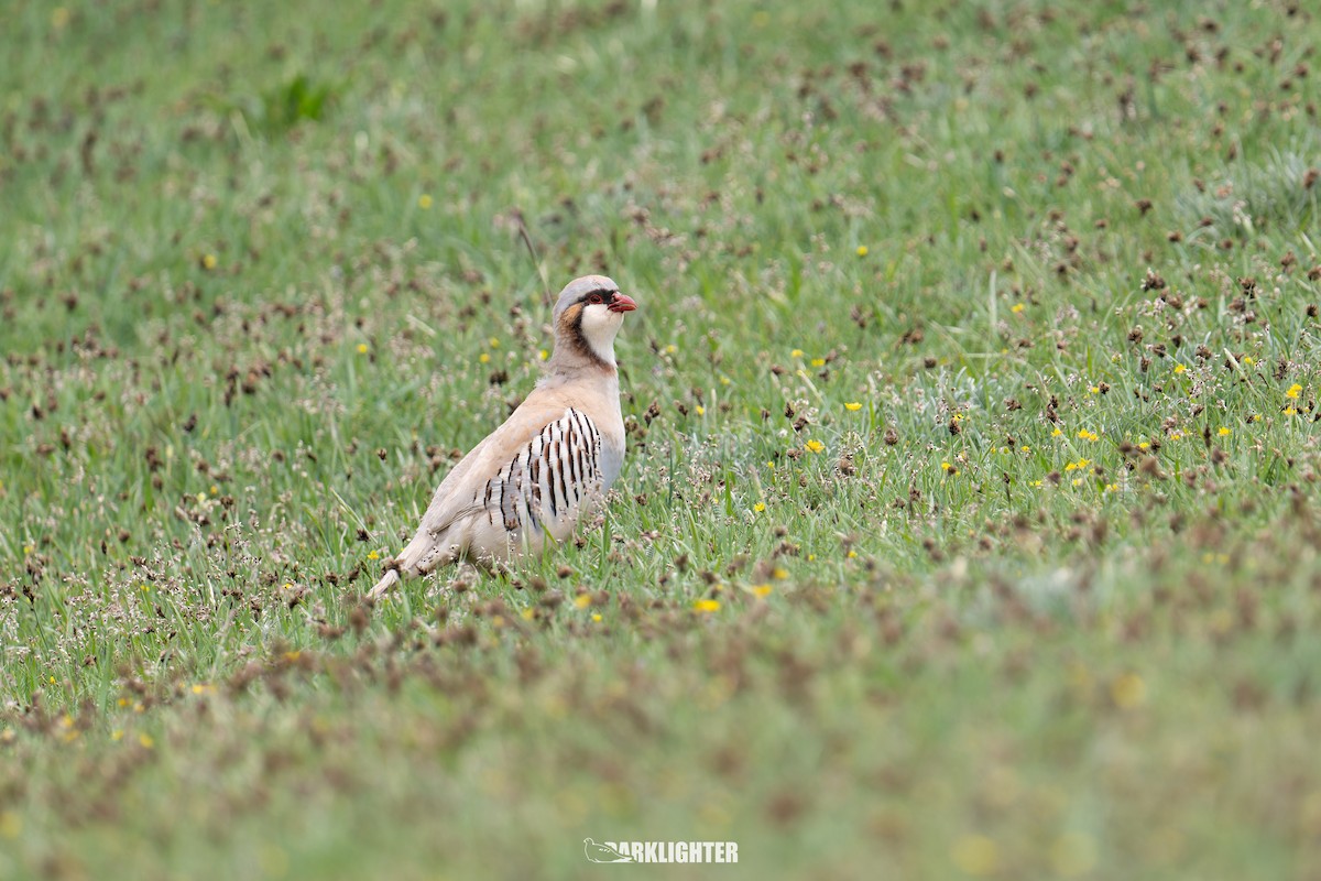 Przevalski's Partridge - ML639555363
