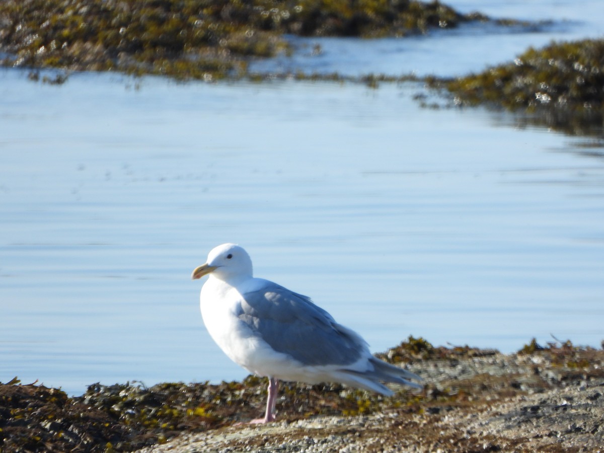 Glaucous-winged Gull - ML639555365