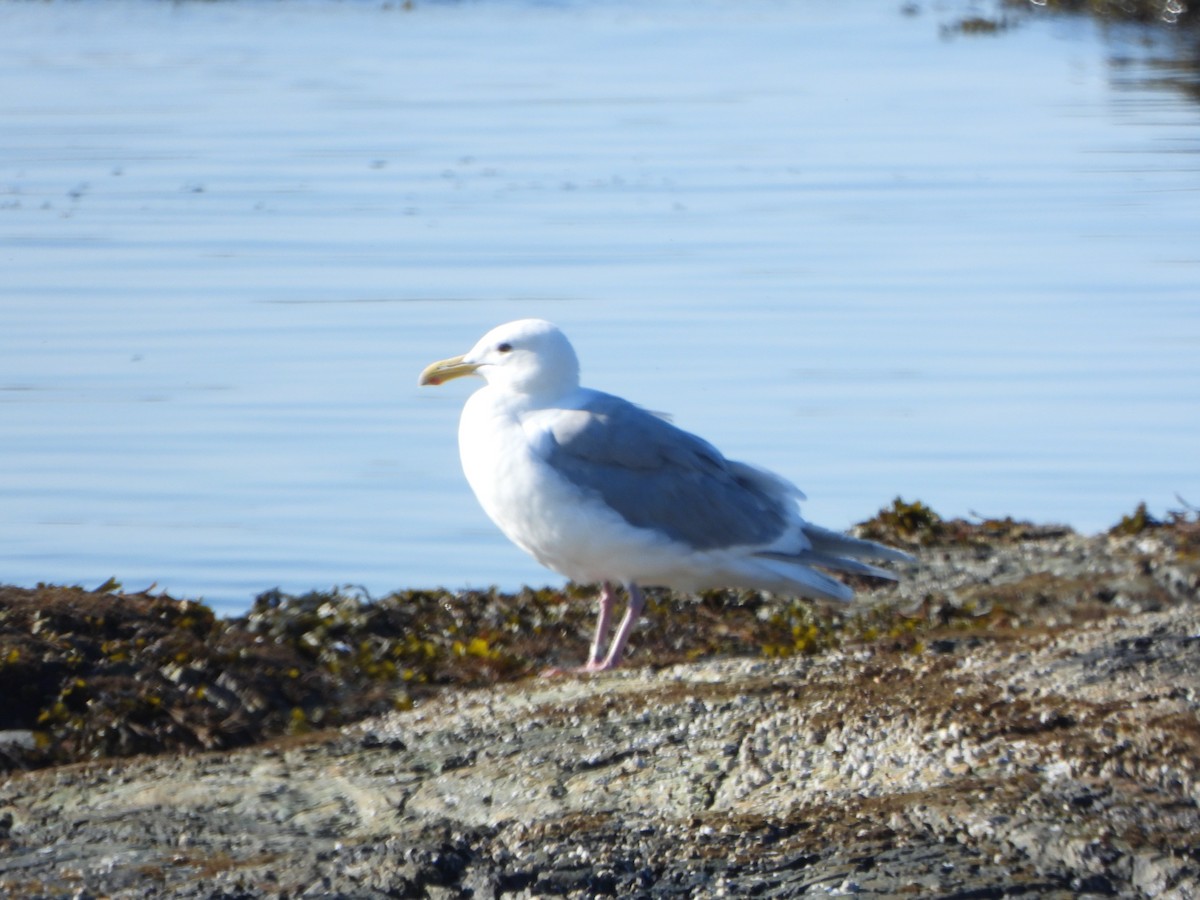 Glaucous-winged Gull - ML639555368