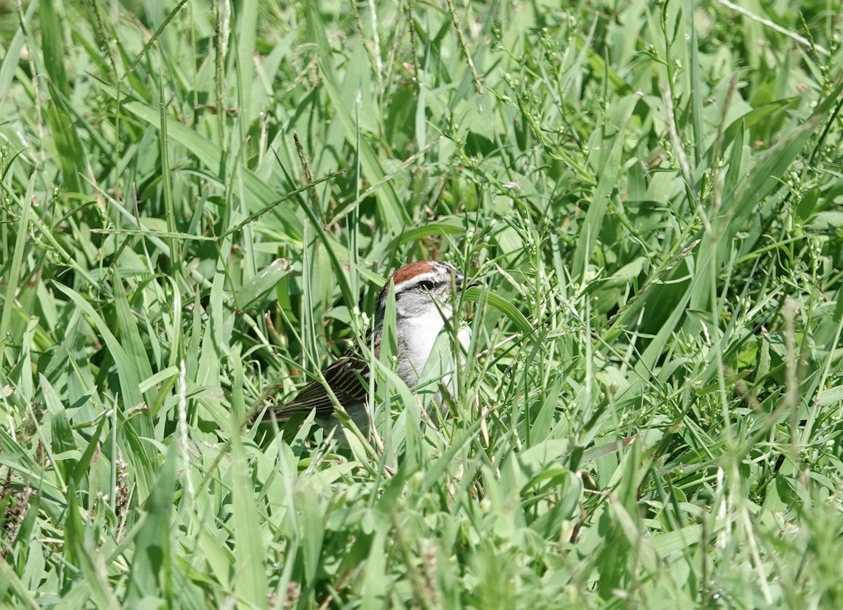 Chipping Sparrow - ML639555385