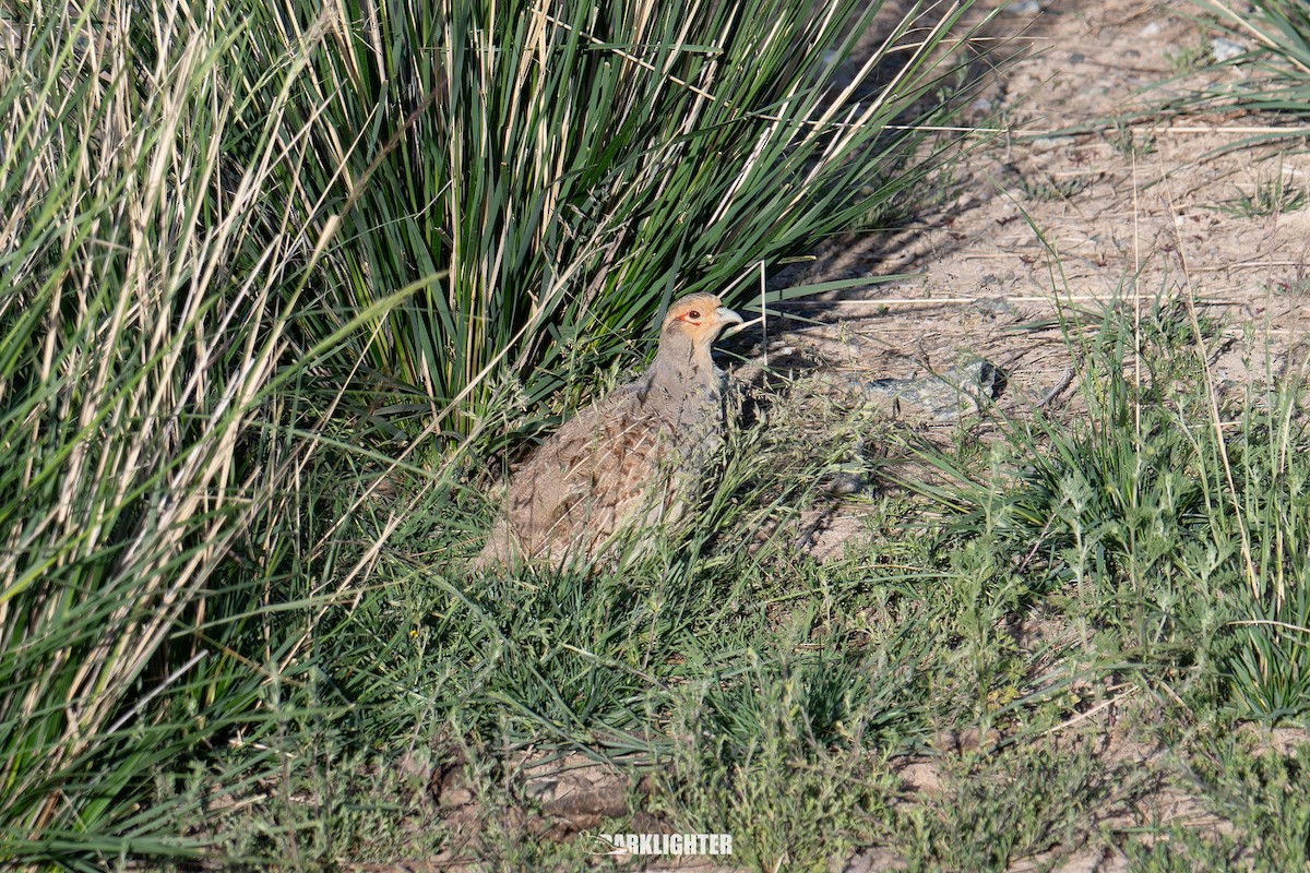Daurian Partridge - ML639555465